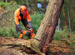 Tree Removal and Landscaping Services